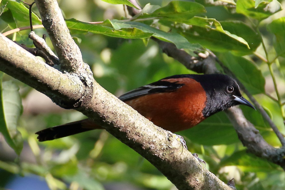 Orchard Oriole - ML619730291