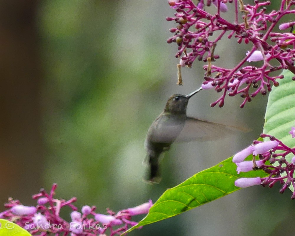 kolibřík zelenočelý - ML619730308