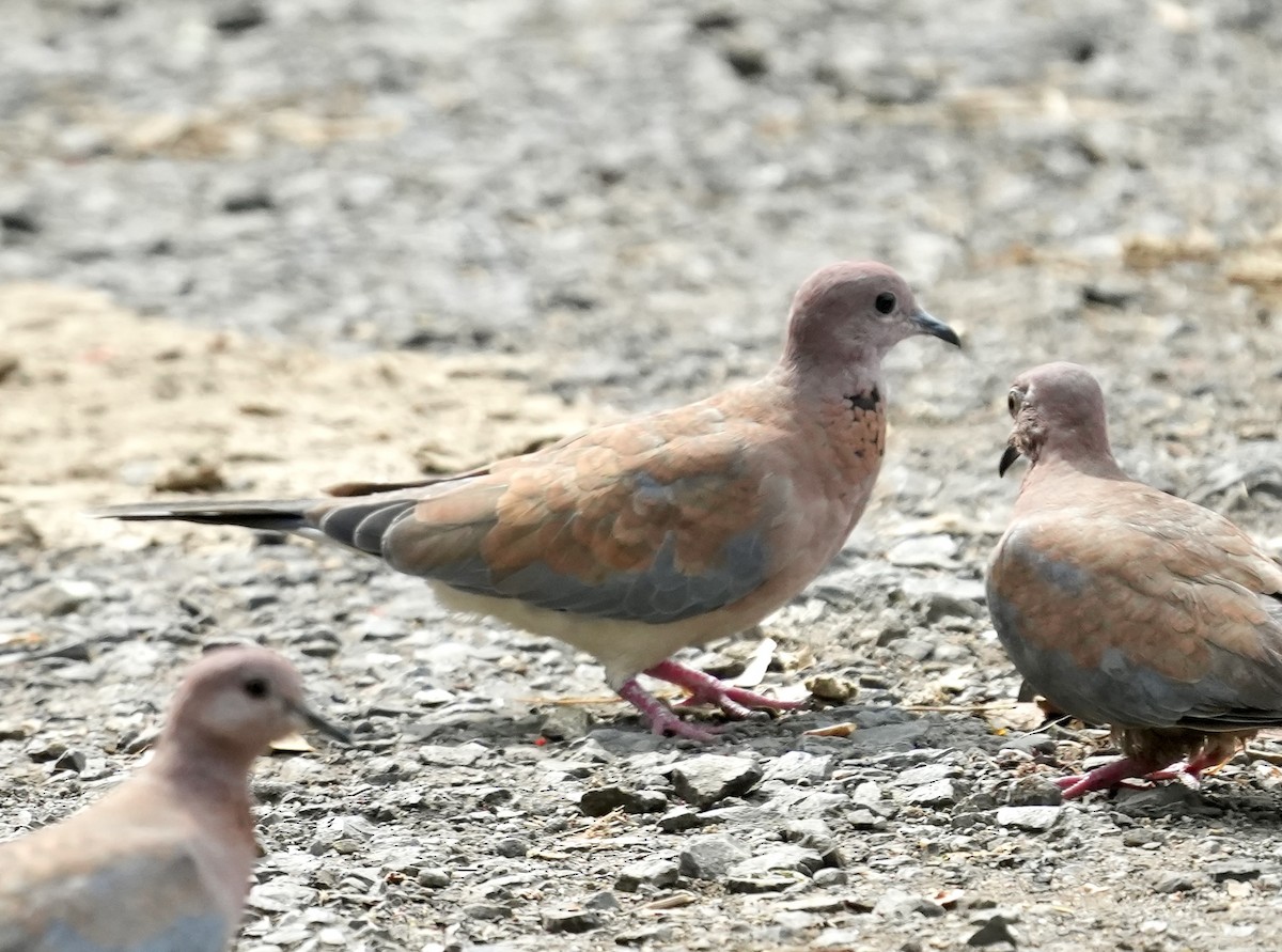 Laughing Dove - ML619730311