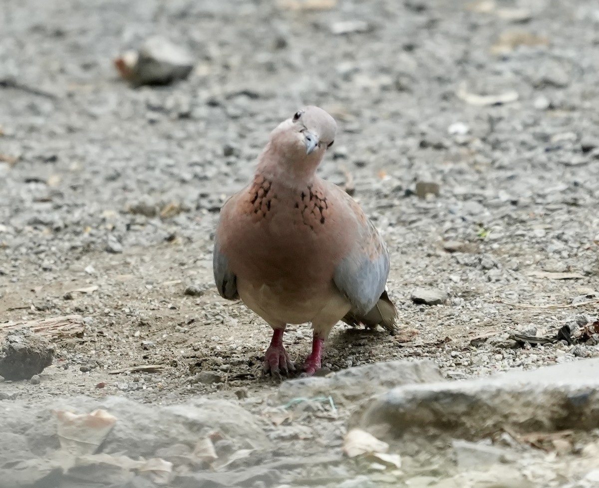 Laughing Dove - ML619730312