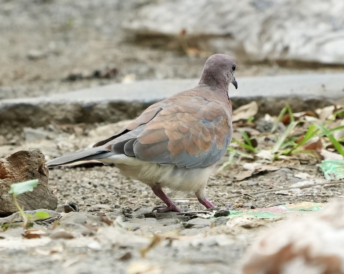 Laughing Dove - ML619730313