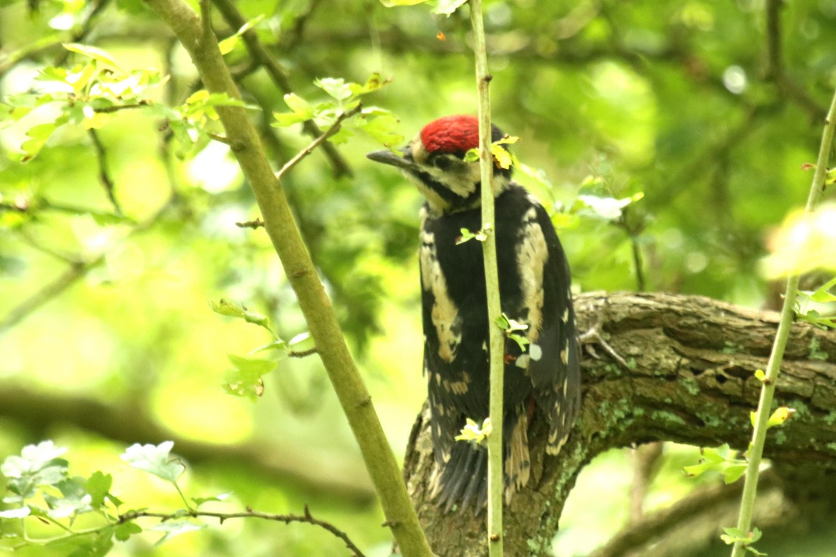 Great Spotted Woodpecker - ML619730315