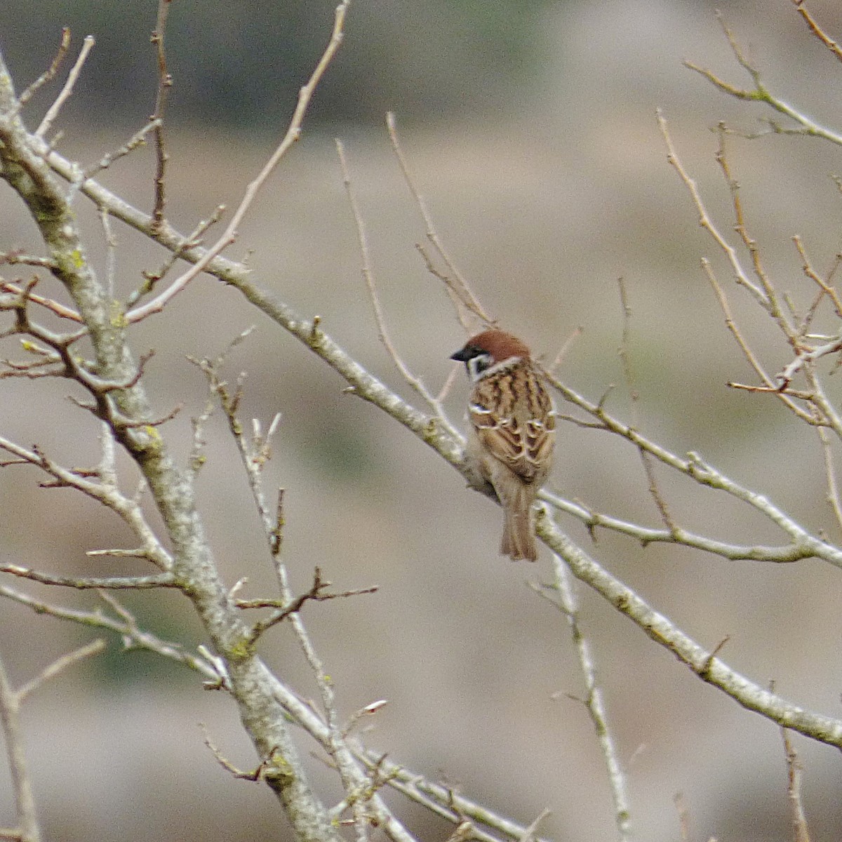Eurasian Tree Sparrow - ML619730333