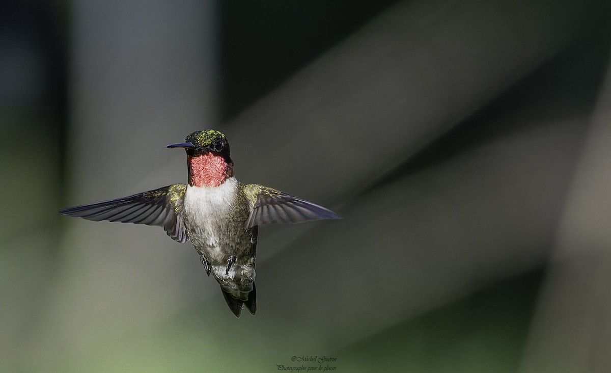 Ruby-throated Hummingbird - ML619730391