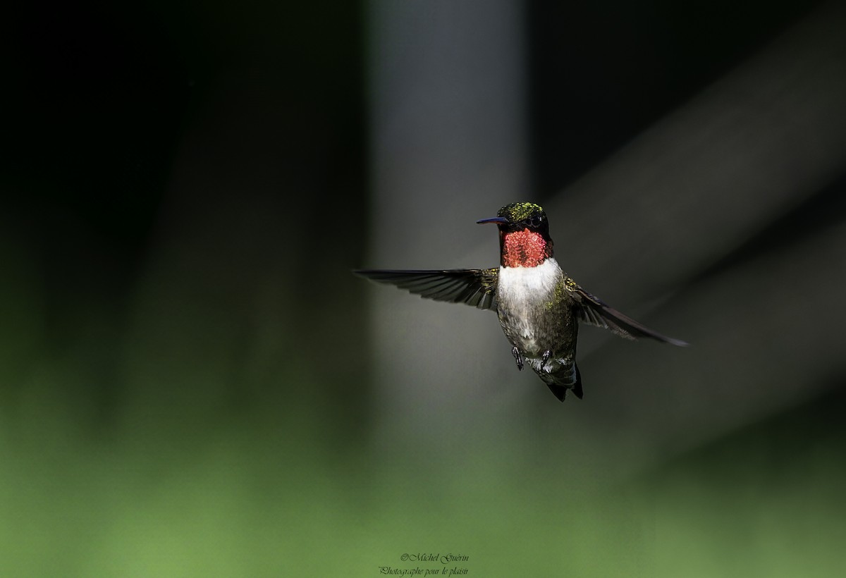 Ruby-throated Hummingbird - ML619730392