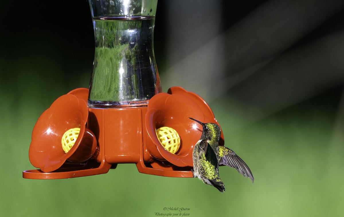 Ruby-throated Hummingbird - ML619730395