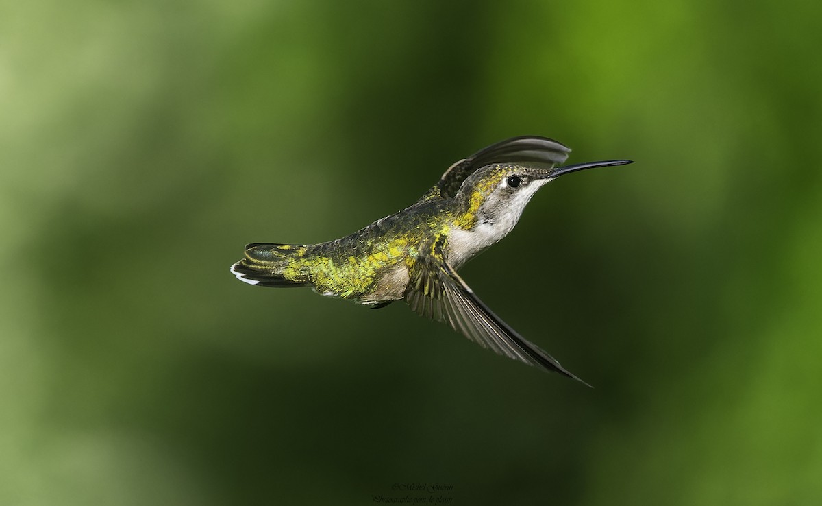 Ruby-throated Hummingbird - ML619730396