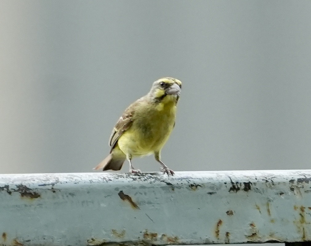 Yellow-fronted Canary - ML619730398