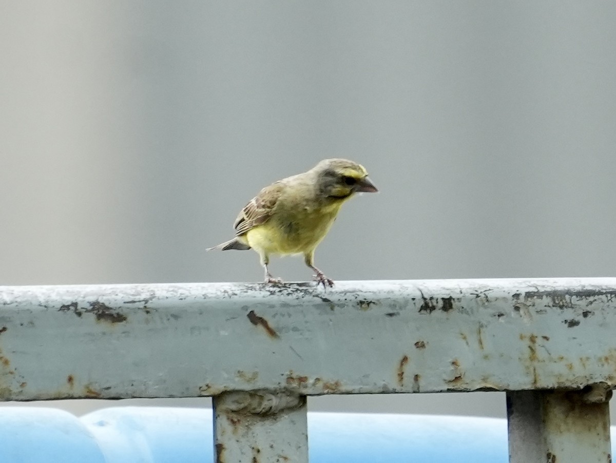 Yellow-fronted Canary - ML619730399