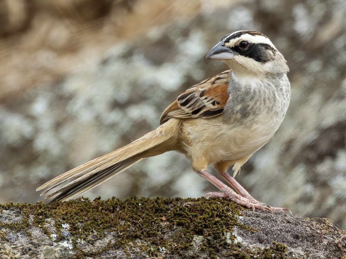 Stripe-headed Sparrow - ML619730461