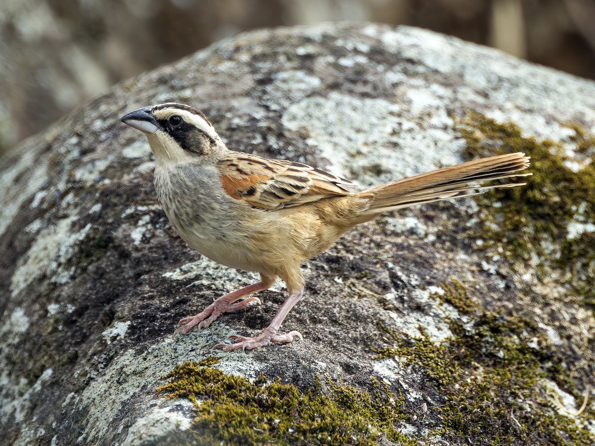 Stripe-headed Sparrow - ML619730462