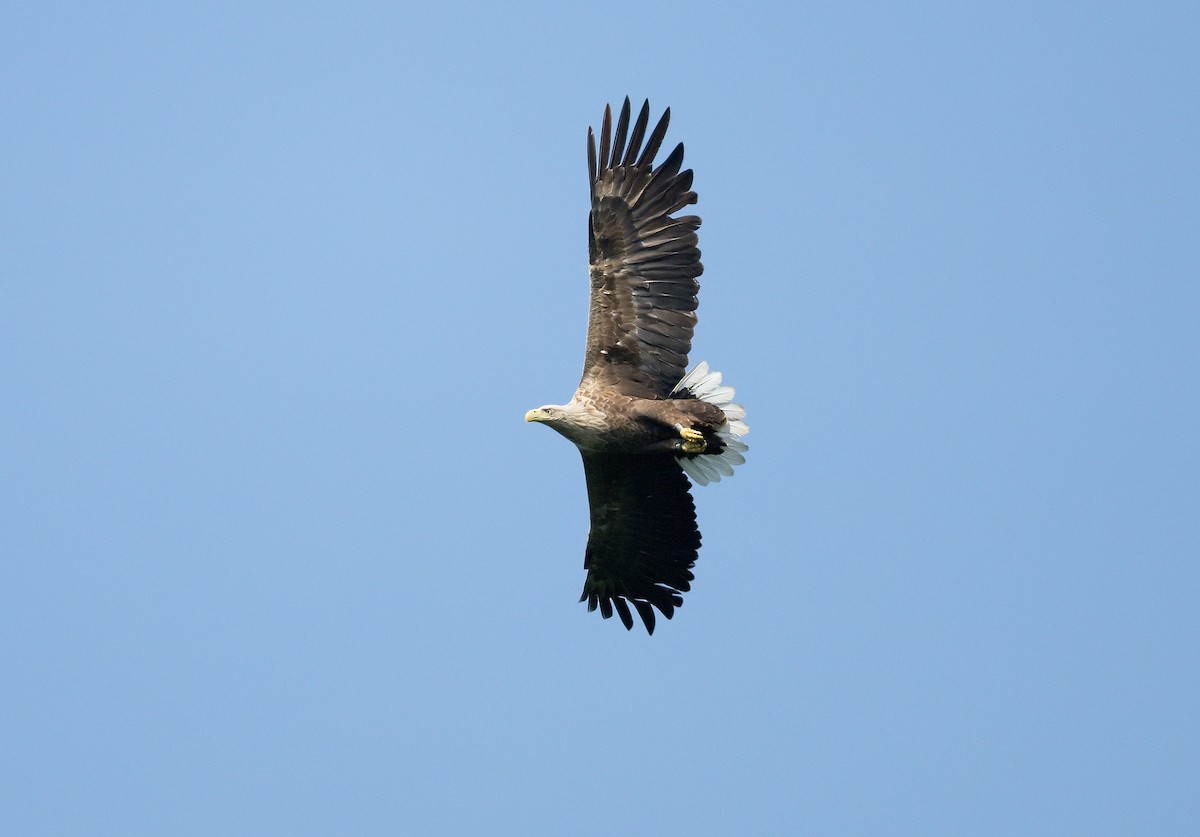 White-tailed Eagle - ML619730467