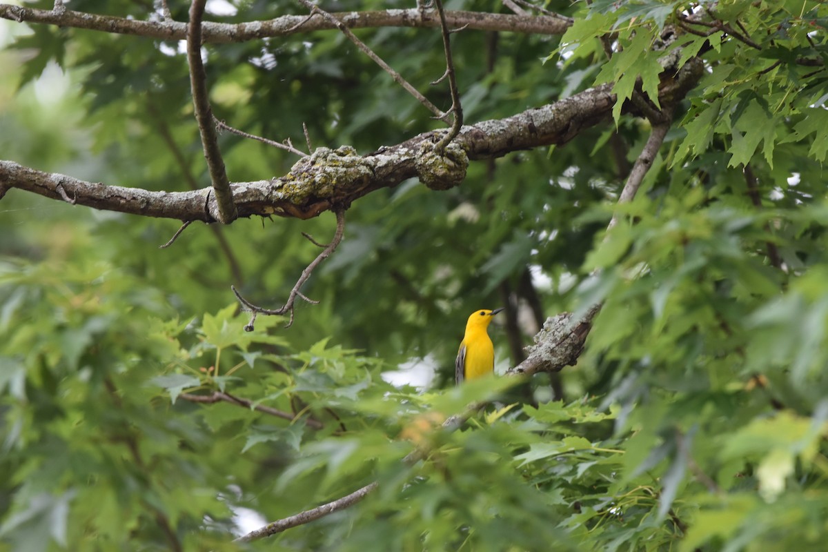 Prothonotary Warbler - ML619730500