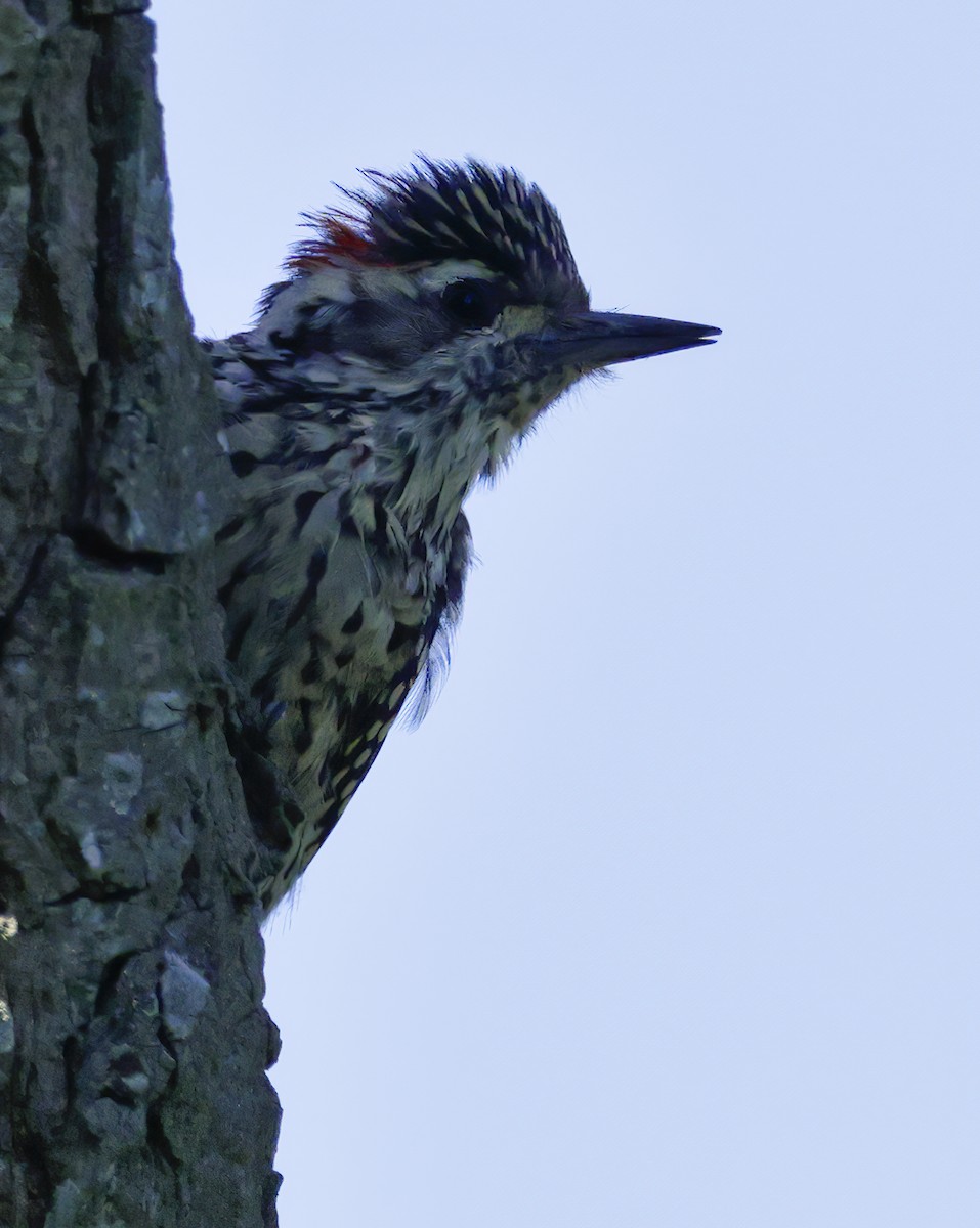 Checkered Woodpecker - ML619730529