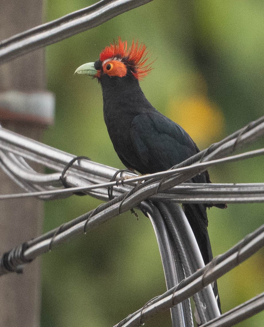 Red-crested Malkoha - ML619730565