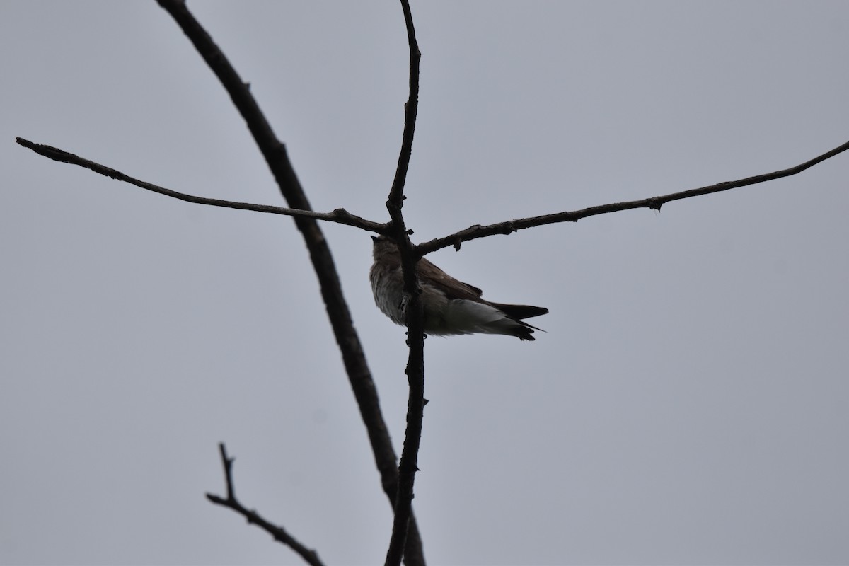 Northern Rough-winged Swallow - ML619730603