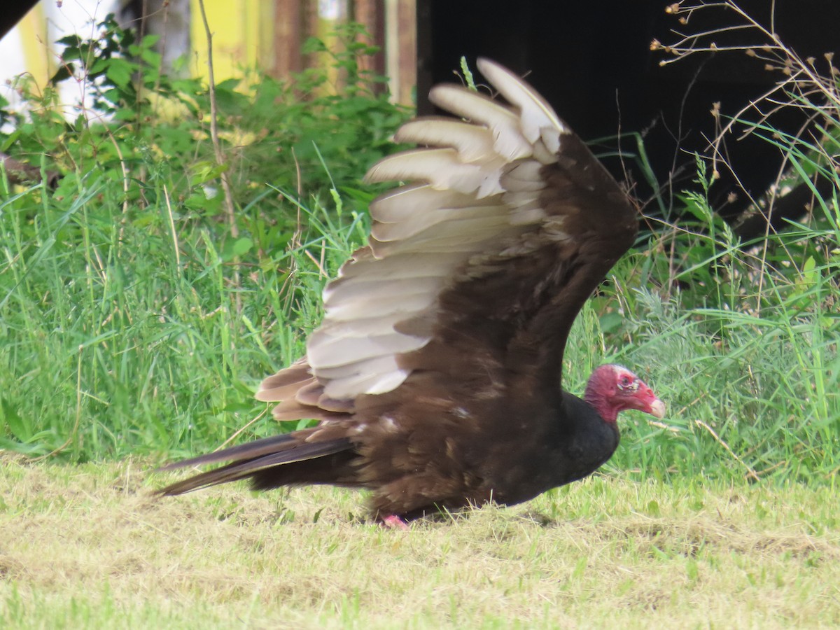 Turkey Vulture - ML619730618