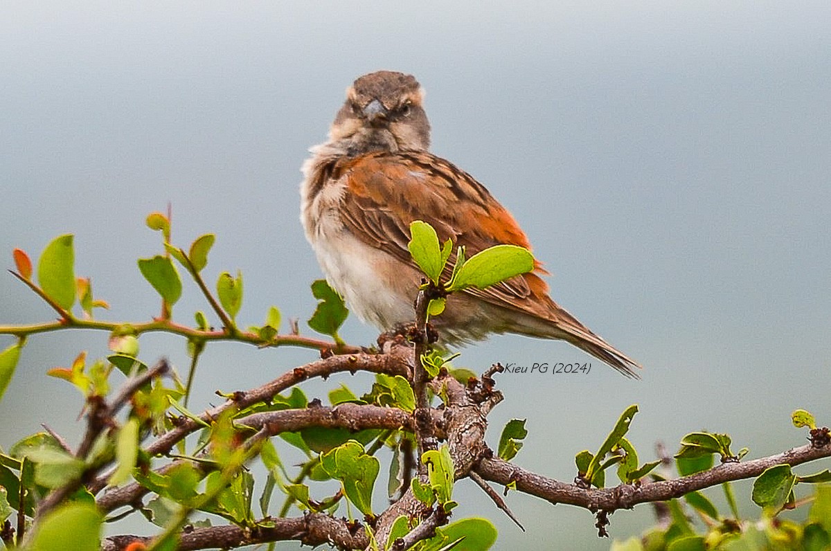 Kenya Rufous Sparrow - ML619730625