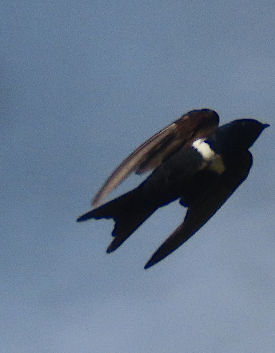 White-banded Swallow - ML619730637