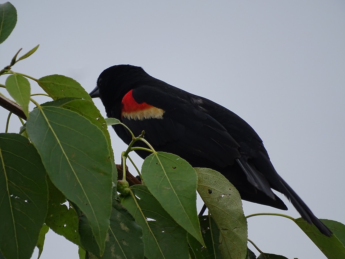 Red-winged Blackbird - ML619730667