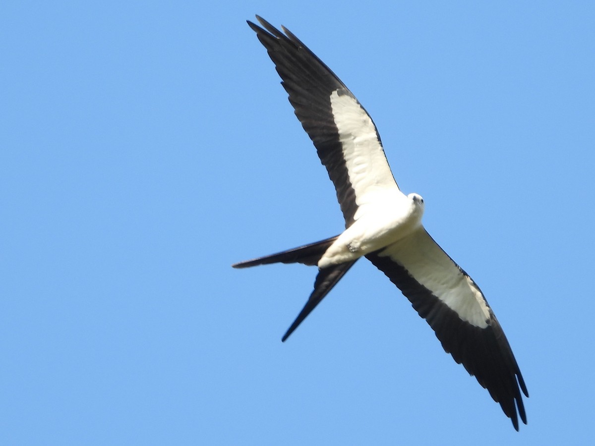 Swallow-tailed Kite - ML619730698