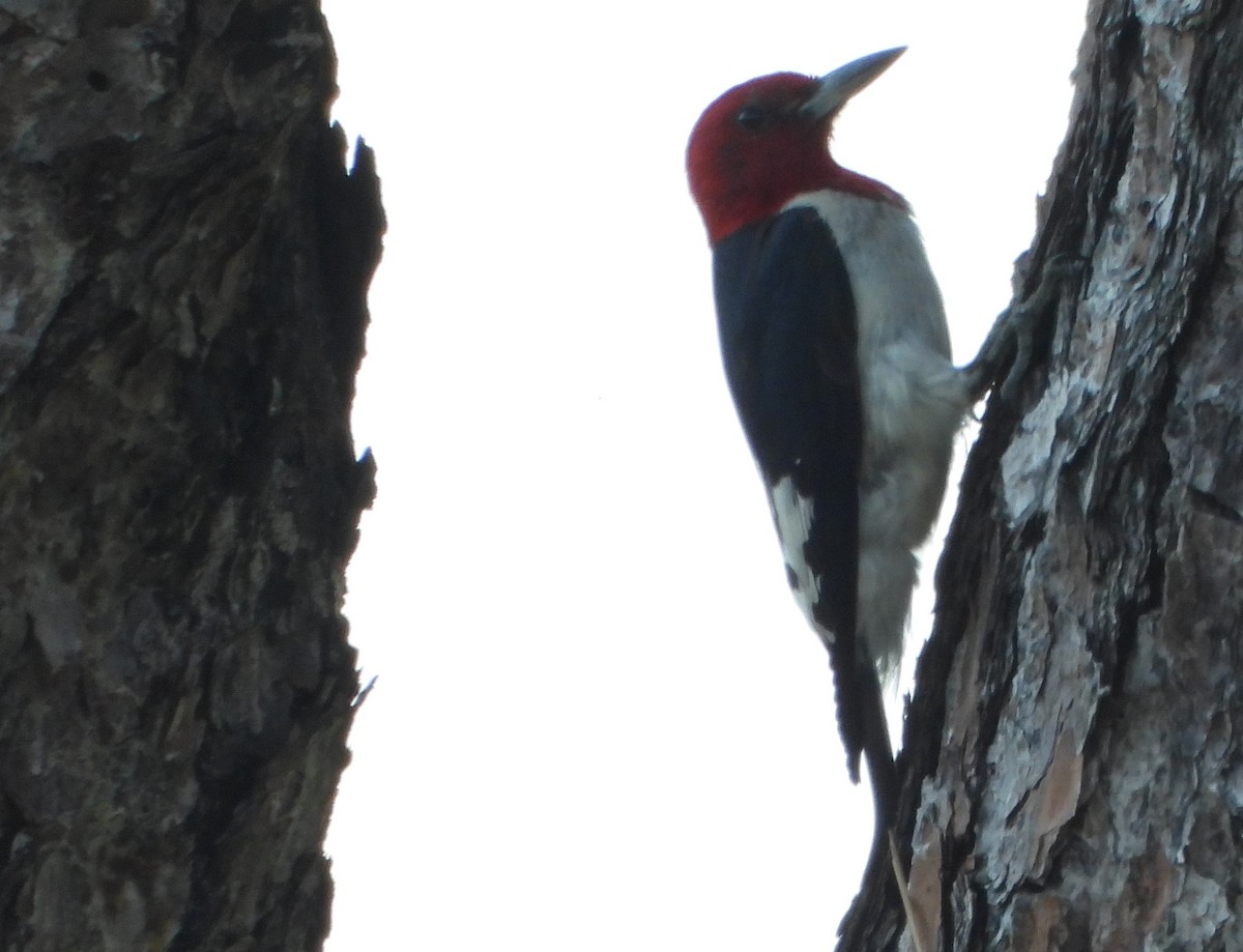 Red-headed Woodpecker - ML619730708