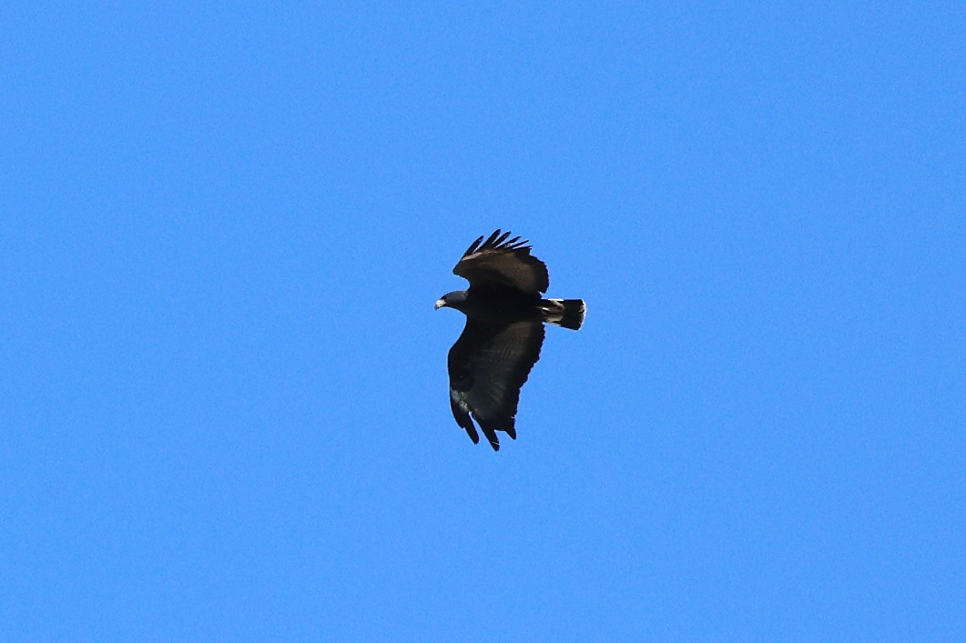 Common Black Hawk (Common) - ML619730769