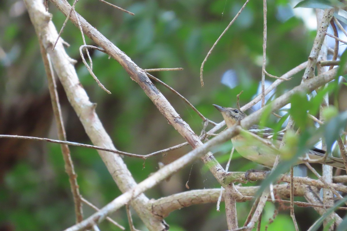Bay-breasted Warbler - ML619730785