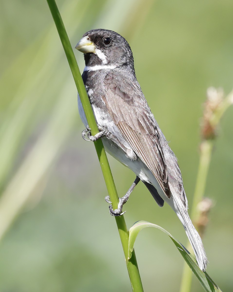 Double-collared Seedeater - ML619730796