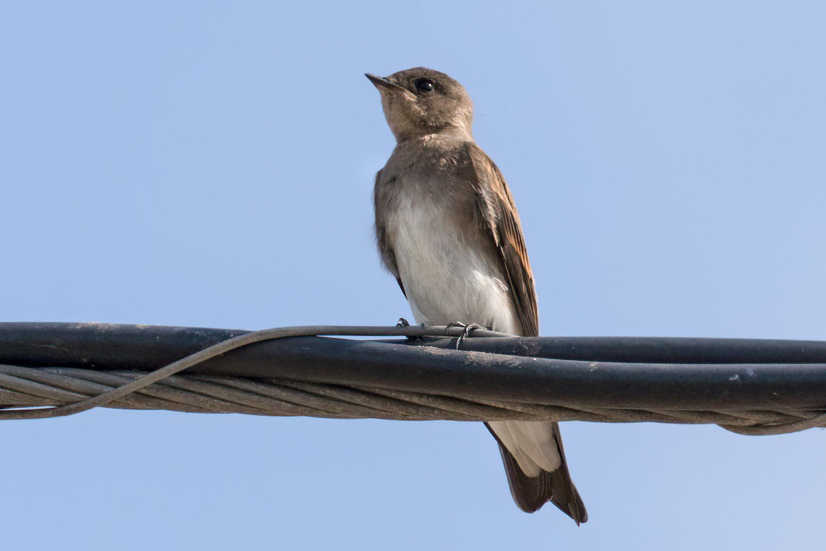 Northern Rough-winged Swallow - ML619730821
