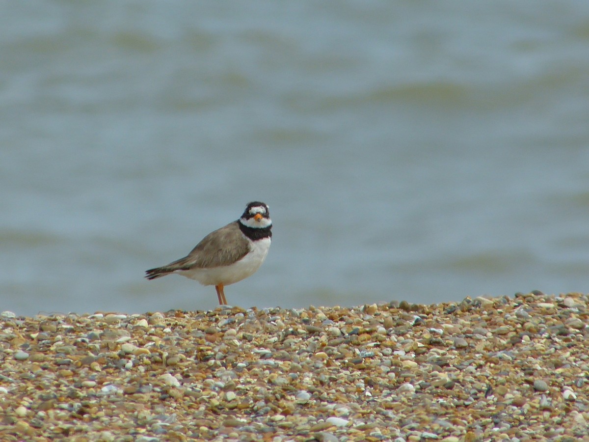 Common Ringed Plover - ML619730852