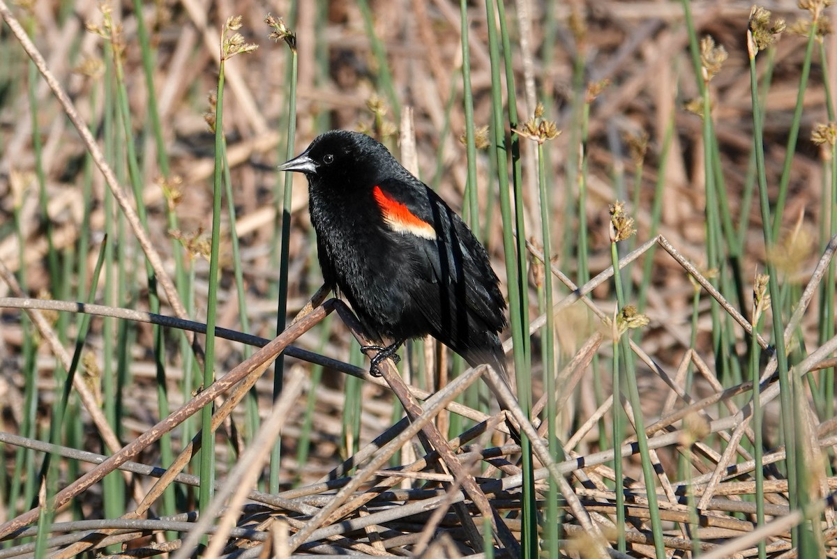 Red-winged Blackbird - ML619730872