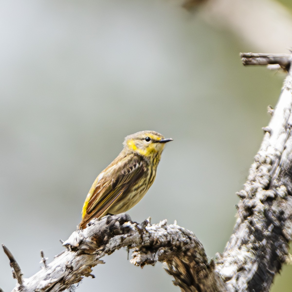 Cape May Warbler - ML619730875