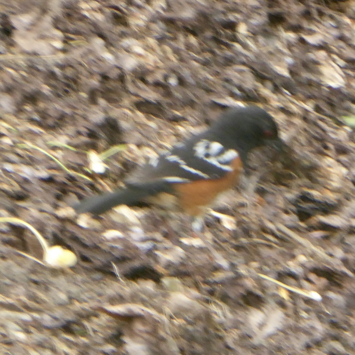 Spotted Towhee - ML619730891