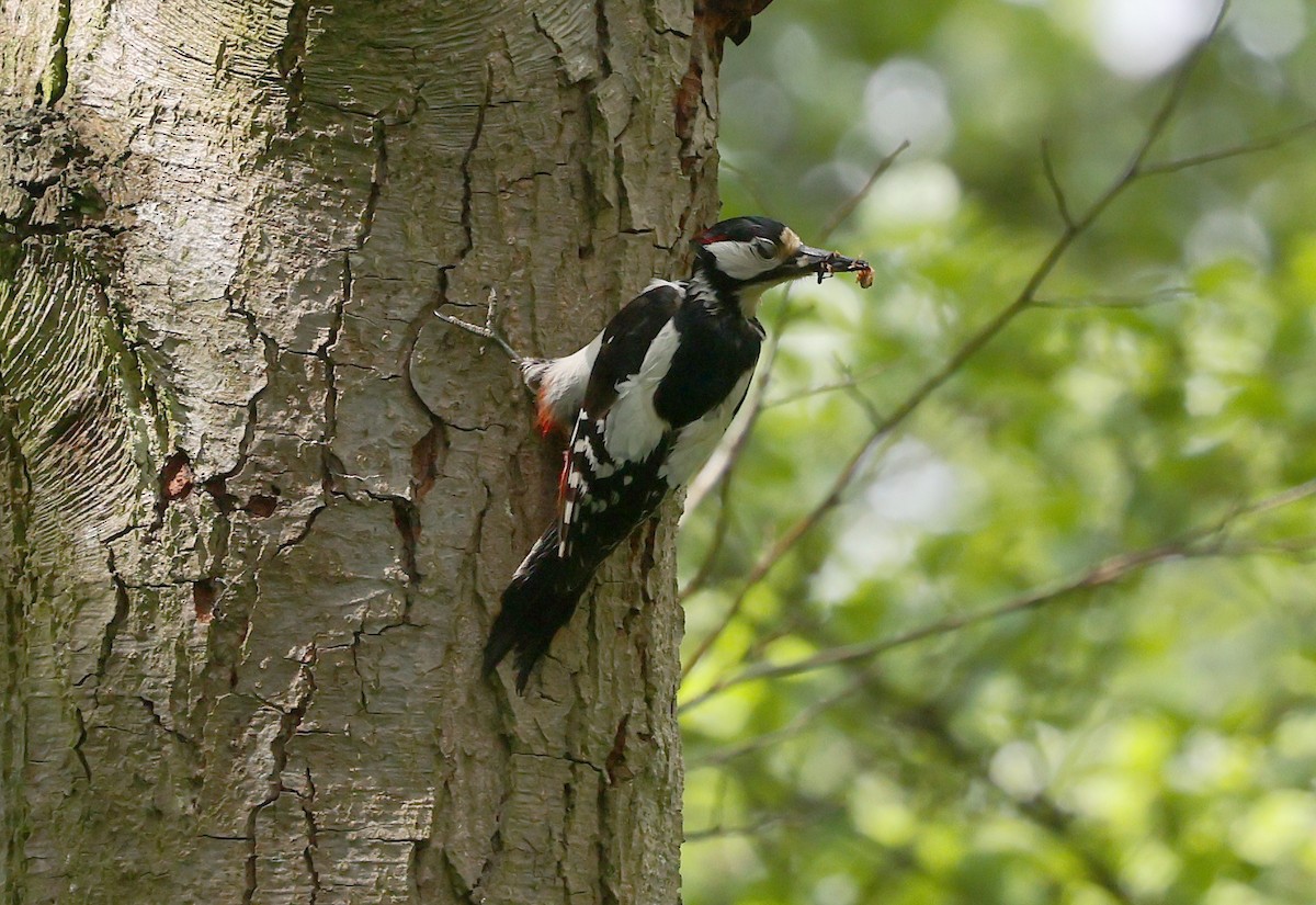 Great Spotted Woodpecker - ML619730900