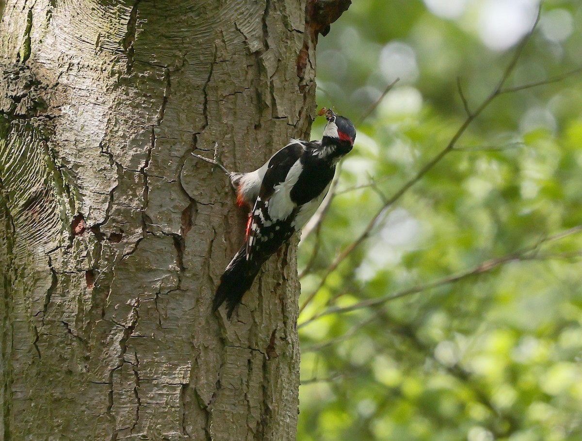 Great Spotted Woodpecker - ML619730901