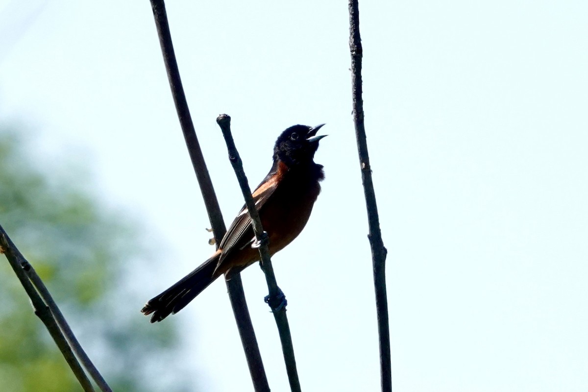 Orchard Oriole - ML619730902