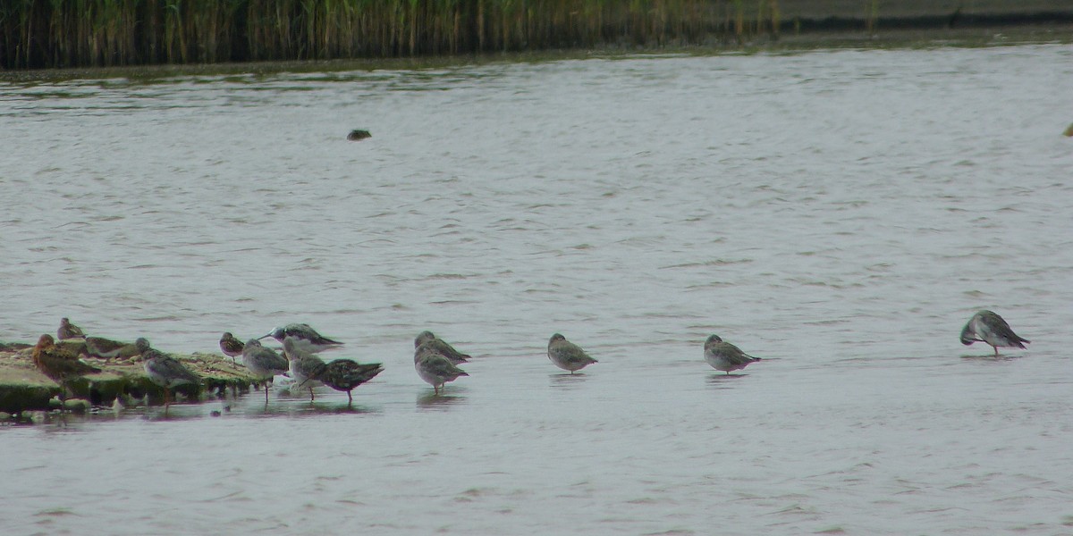 Spotted Redshank - ML619730921