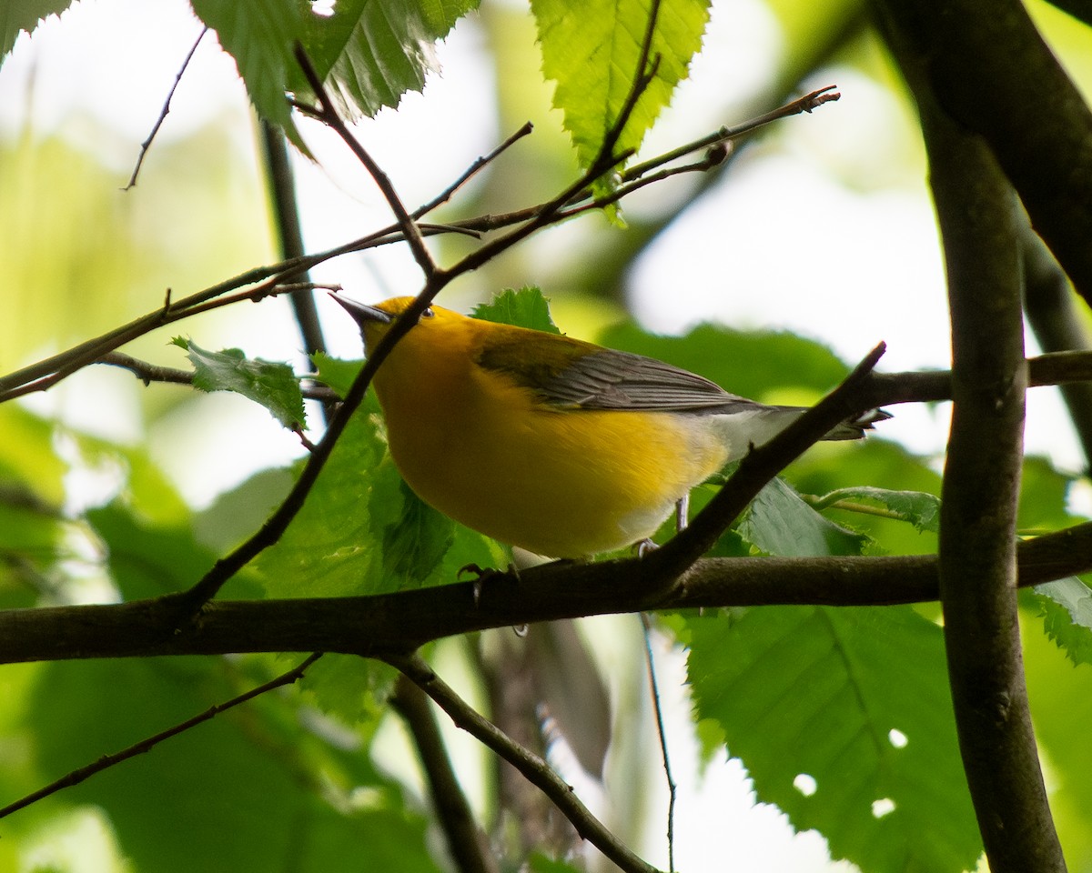Prothonotary Warbler - ML619730926