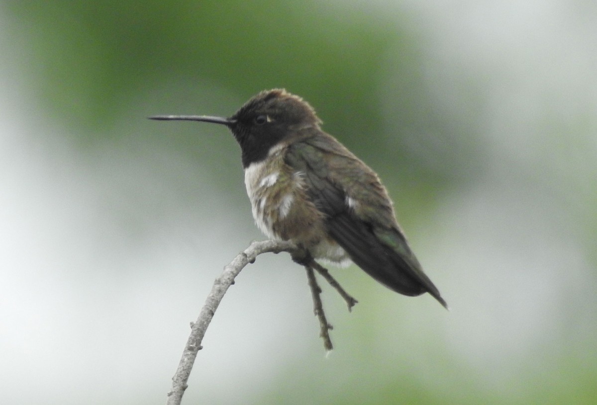 Black-chinned Hummingbird - ML619730935