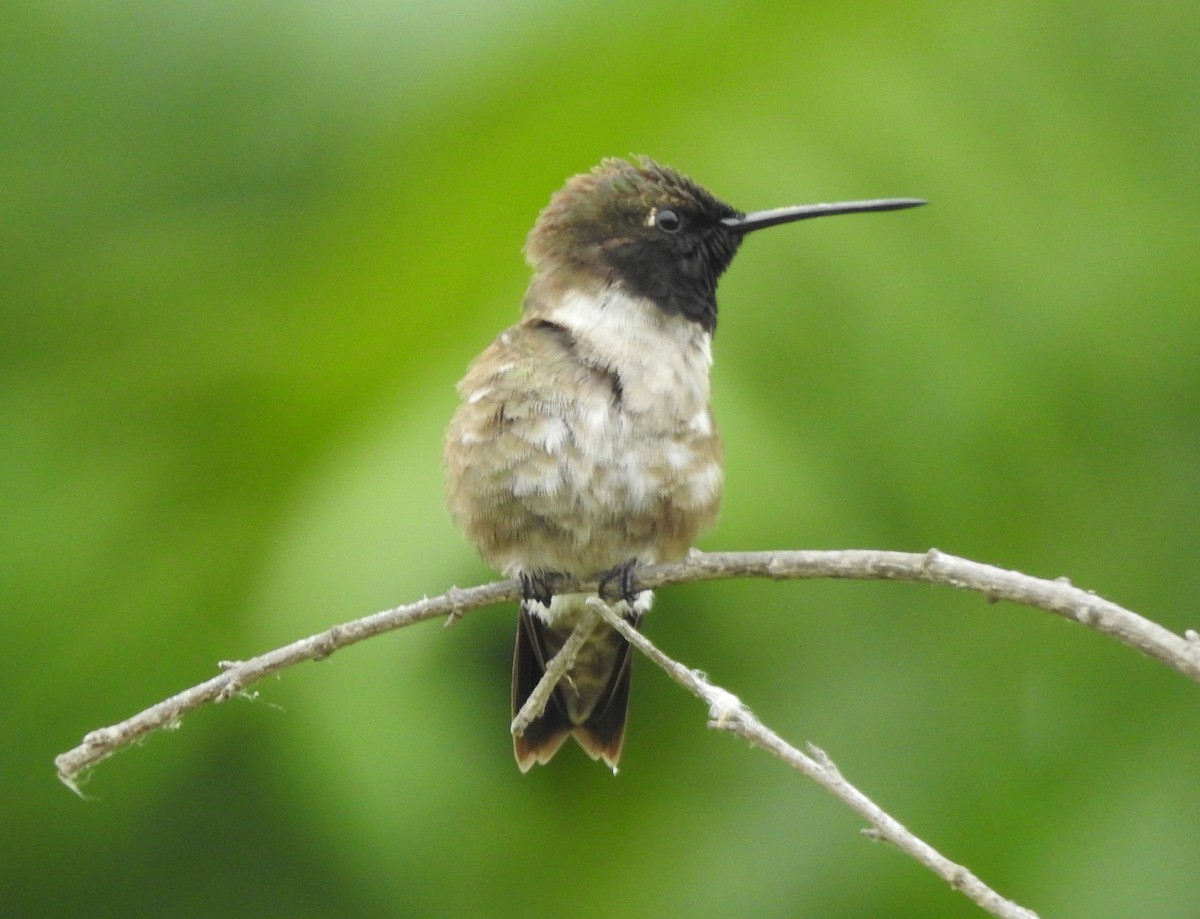 Black-chinned Hummingbird - ML619730936