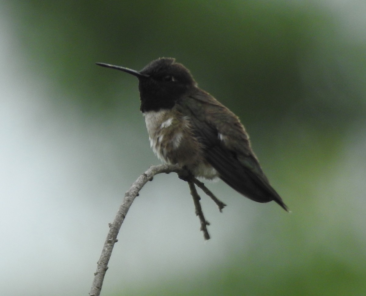 Black-chinned Hummingbird - ML619730937