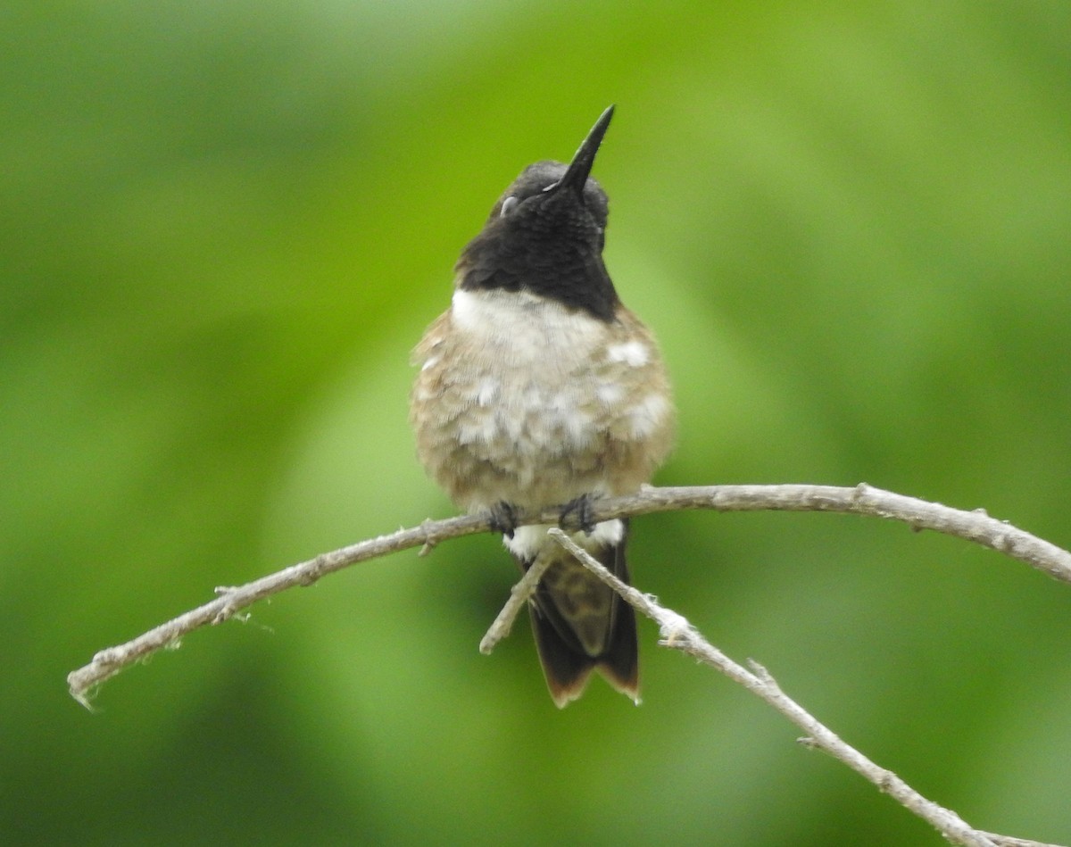 Black-chinned Hummingbird - ML619730938