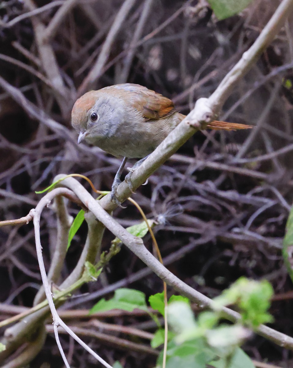 Sooty-fronted Spinetail - ML619730990