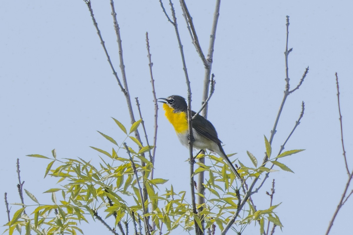 Yellow-breasted Chat - ML619731120