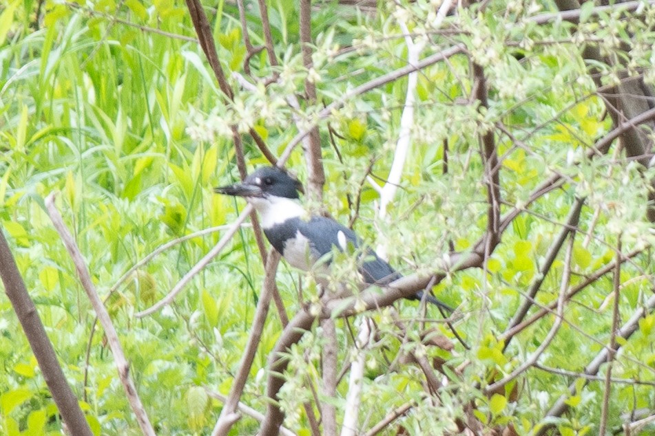 Belted Kingfisher - ML619731178