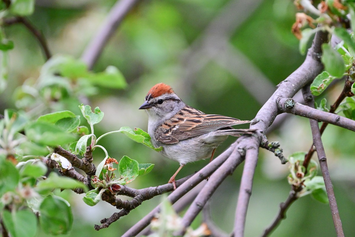 Chipping Sparrow - ML619731188
