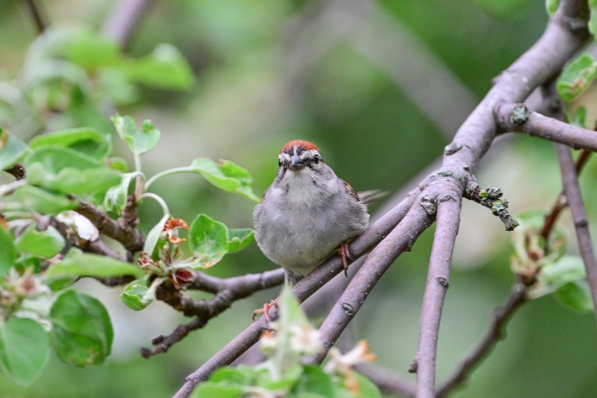 Chipping Sparrow - ML619731194