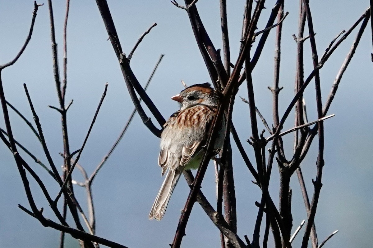 Field Sparrow - ML619731203