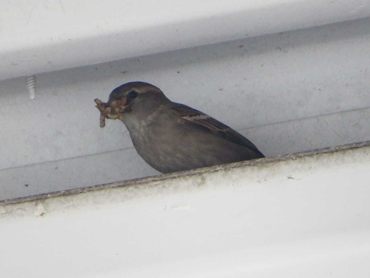 House Sparrow - ML619731205